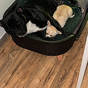 Falco participe au concours pour gagner de l'argent avec cette photo : dog, puppy, sleeping, bed, cozy, black_dog, cream_dog, wooden_floor, indoor, pet, resting, cute, animal, friendship, relaxing, snuggling, furry, companion, domestic, canine