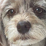 Reese'S is registered to the contest to win money with this photo: adorable, animal, brown_eyes, canine, close_up, cute, dog, domestic_animal, expression, eyes, face, fluffy, fur, muzzle, nose, pet, portrait, snout, soft, whiskers