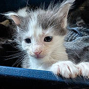 Huskie is registered to the contest to win money with this photo: animal, cat, claws, close_up, curious, cute, domestic, ears, face, feline, fur, indoor, kitten, mammal, paws, pet, small, soft, whiskers, young