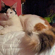 Foxy Lady is registered to the contest to win money with this photo: animal, calico, cat, closeup, cute, domestic, ears, face, feline, fluffy, fur, indoor, lounging, pet, relaxed, resting, sleepy, tail, whiskers, white_surface