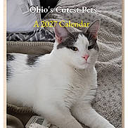 Kingston joined the competition — help win amazing prizes! cat, white_cat, gray_spots, lying_down, blanket, cozy, indoor, pet, calendar, text_overlay, fur, relaxed, cute, portrait, animal, domestic_cat, home, soft_texture, resting, closeup