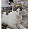 cat, white_cat, gray_spots, lying_down, blanket, cozy, indoor, pet, calendar, text_overlay, fur, relaxed, cute, portrait, animal, domestic_cat, home, soft_texture, resting, closeup