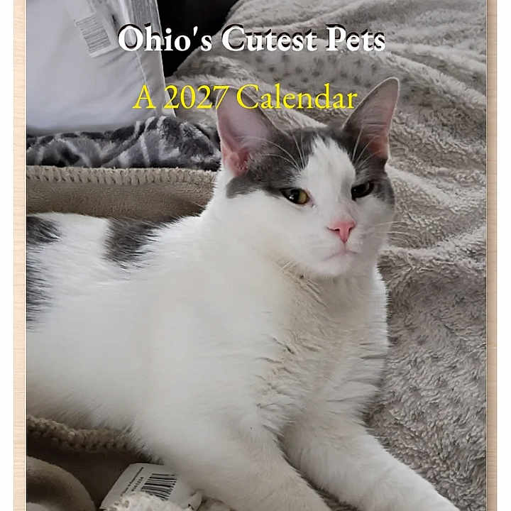 Kingston joined the competition — help win amazing prizes! cat, white_cat, gray_spots, lying_down, blanket, cozy, indoor, pet, calendar, text_overlay, fur, relaxed, cute, portrait, animal, domestic_cat, home, soft_texture, resting, closeup