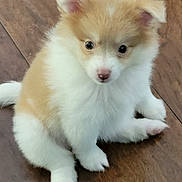 Oceana joined the competition — help win amazing prizes! puppy, dog, cute, fluffy, animal, pet, young, sitting, indoor, wooden_floor, small, adorable, fur, mammal, domestic_animal, companion, looking_up, pink_nose, ears, paws