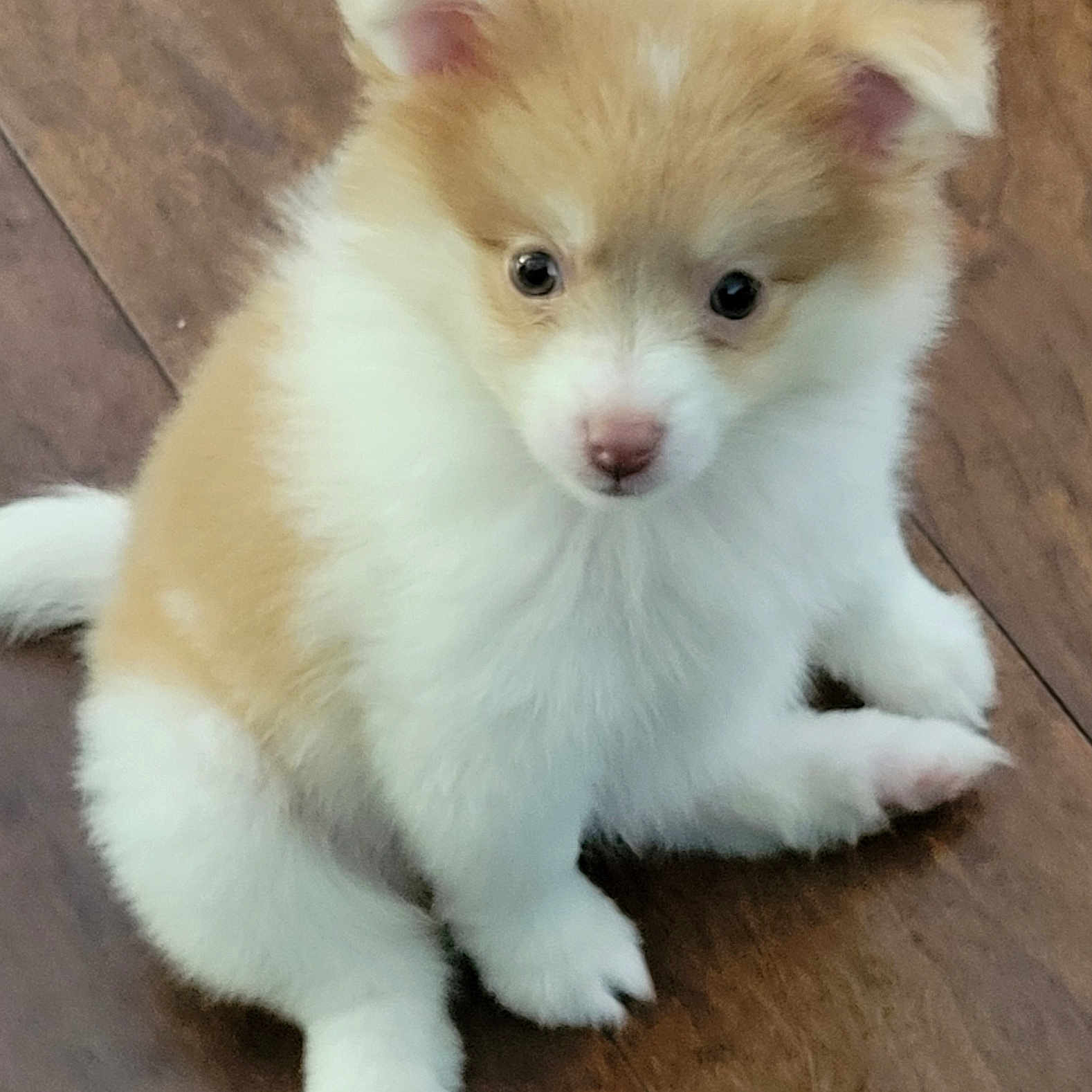 Oceana joined the competition — help win amazing prizes! adorable, animal, companion, cute, dog, domestic_animal, ears, fluffy, fur, indoor, looking_up, mammal, paws, pet, pink_nose, puppy, sitting, small, wooden_floor, young