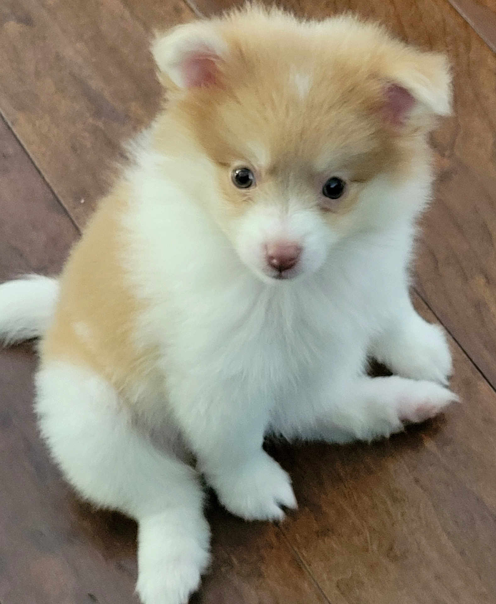 Oceana joined the competition — help win amazing prizes! puppy, dog, cute, fluffy, animal, pet, young, sitting, indoor, wooden_floor, small, adorable, fur, mammal, domestic_animal, companion, looking_up, pink_nose, ears, paws