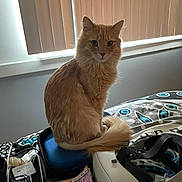 Patrick joined the competition — help win amazing prizes! cat, orange_cat, fluffy, pet, bed, blanket, book, vr_headset, glasses, case, indoor, window_blinds, furniture, technology, clutter, animal, sitting, tail, soft_light, room