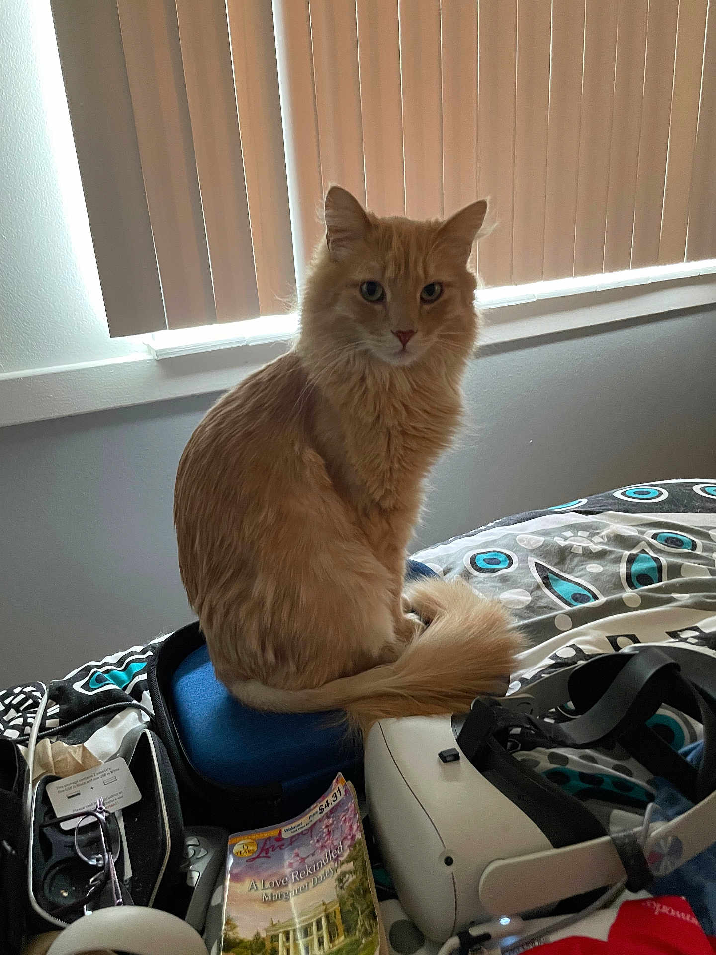 Patrick joined the competition — help win amazing prizes! cat, orange_cat, fluffy, pet, bed, blanket, book, vr_headset, glasses, case, indoor, window_blinds, furniture, technology, clutter, animal, sitting, tail, soft_light, room
