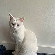 Princess is registered to the contest to win money with this photo: cat, white_cat, heterochromatic_eyes, blue_eye, yellow_eye, indoor, wall, sitting, pet, whiskers, ears, fur, closeup, portrait, furniture, cushion, baseboard, paw, curious, domestic_cat