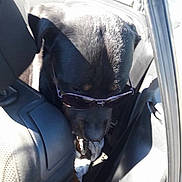 Linga a rejoint le concours — aidez-le/la à gagner de superbes lots ! dog, sunglasses, car_interior, backseat, sunlight, black_dog, pet, animal, leather_seat, shade, relaxed, canine, vehicle, seat_belt, travel, cute, companion, shadow, daylight, casual