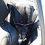 dog, sunglasses, car_interior, backseat, sunlight, black_dog, pet, animal, leather_seat, shade, relaxed, canine, vehicle, seat_belt, travel, cute, companion, shadow, daylight, casual