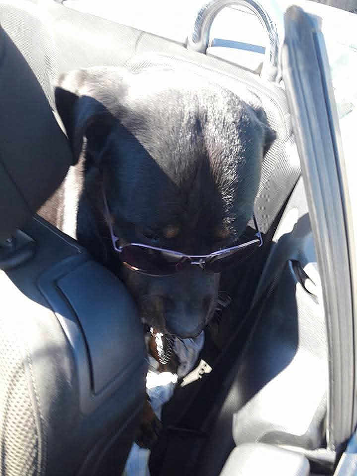 Linga a rejoint le concours — aidez-le/la à gagner de superbes lots ! dog, sunglasses, car_interior, backseat, sunlight, black_dog, pet, animal, leather_seat, shade, relaxed, canine, vehicle, seat_belt, travel, cute, companion, shadow, daylight, casual