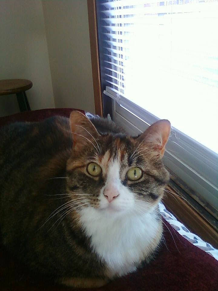 Evie joined the competition — help win amazing prizes! carnivore, cat, comfort, domestic_short_haired_cat, door, felidae, fixture, fur, hardwood, plant, room, small_to_medium_sized_cats, stool, tail, whiskers, window, window_blind, window_covering, window_treatment, wood