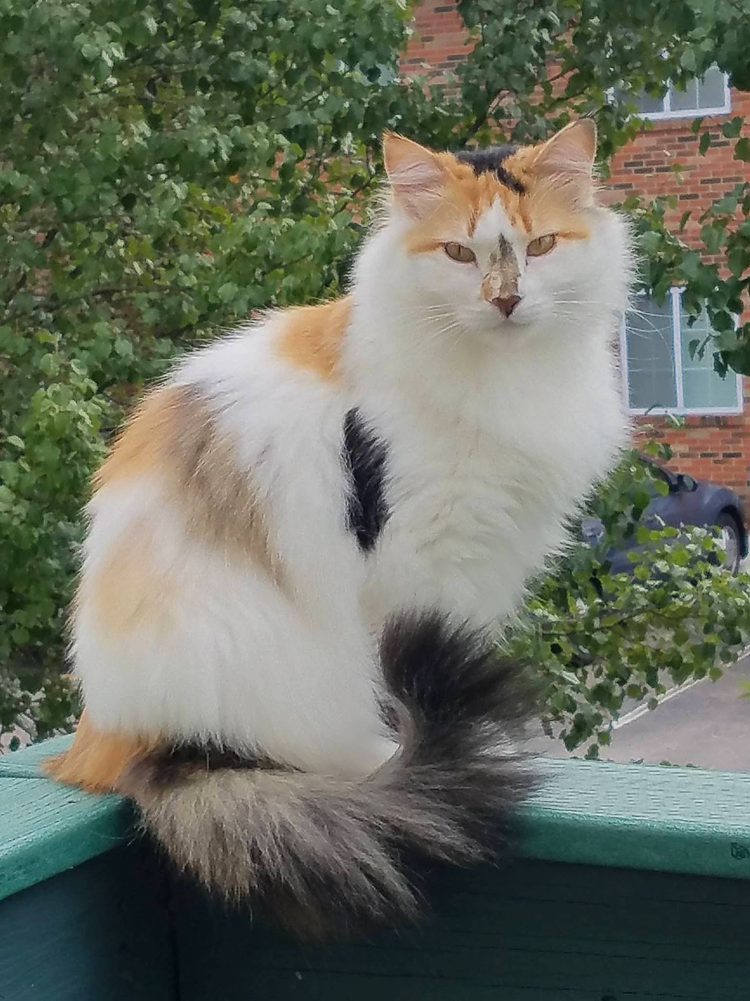 Kittygram joined the competition — help win amazing prizes! art, building, carnivore, cat, domestic_short_haired_cat, fawn, felidae, fur, grass, paw, plant, sitting, small_to_medium_sized_cats, snout, tail, terrestrial_animal, tree, whiskers, wildlife, window