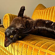 Lira a rejoint le concours — aidez-le/la à gagner de superbes lots ! cat, black_cat, pet, indoor, couch, yellow_couch, furniture, stretching, paw, claws, relaxed, cozy, fur, whiskers, playful, animal, mammal, home, closeup, portrait
