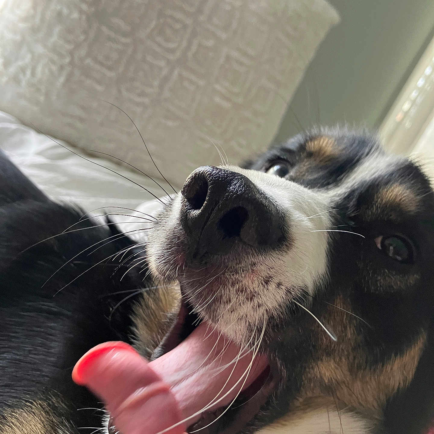 Kai joined the competition — help win amazing prizes! animal, architecture, bodypart, building, canine, couch, cushion, dog, furniture, homedecor, hound, husky, indoors, livingroom, mouth, person, pet, puppy, room, tongue