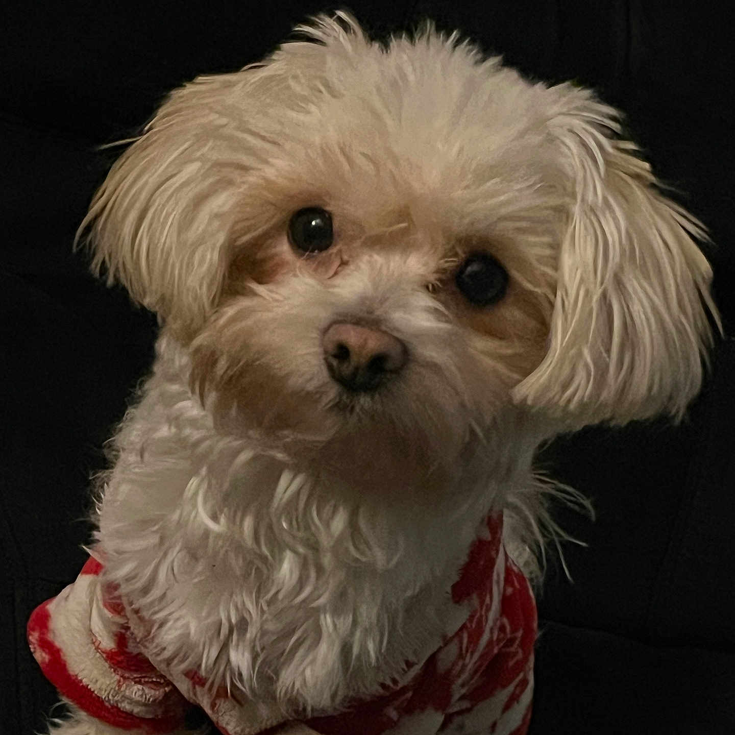 Milo is registered to the contest to win money with this photo: animal, bison, canine, clothing, cockerspaniel, couch, dog, eskimodog, furniture, knitwear, pet, poodle, puppy, sweater, terrier, whitedog