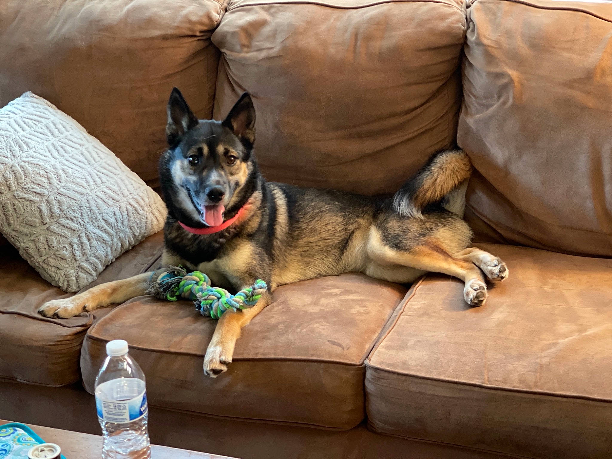 Lolabug is registered to the contest to win money with this photo: bottle, bottled_water, carnivore, comfort, companion_dog, couch, distilled_water, dog, dog_breed, dog_supply, drinking_water, fawn, furniture, living_room, mineral_water, pillow, plastic_bottle, sporting_group, water, water_bottle