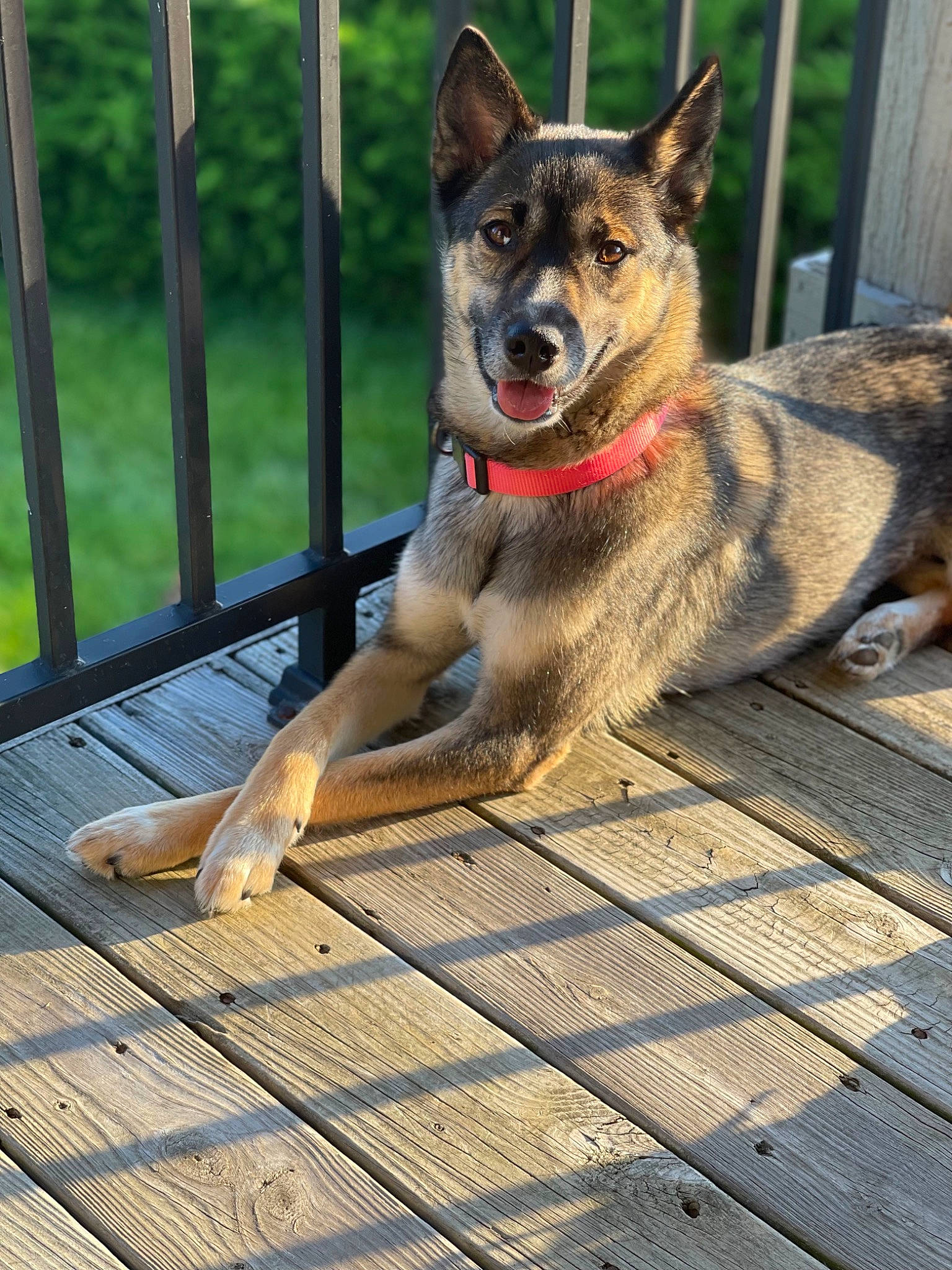 Lolabug is registered to the contest to win money with this photo: canidae, carnivore, collar, companion_dog, dog, dog_breed, dog_collar, dog_supply, fence, foot, german_shepherd_dog, leash, mesh, pet_supply, plant, snout, sporting_group, vehicle, wood, working_animal