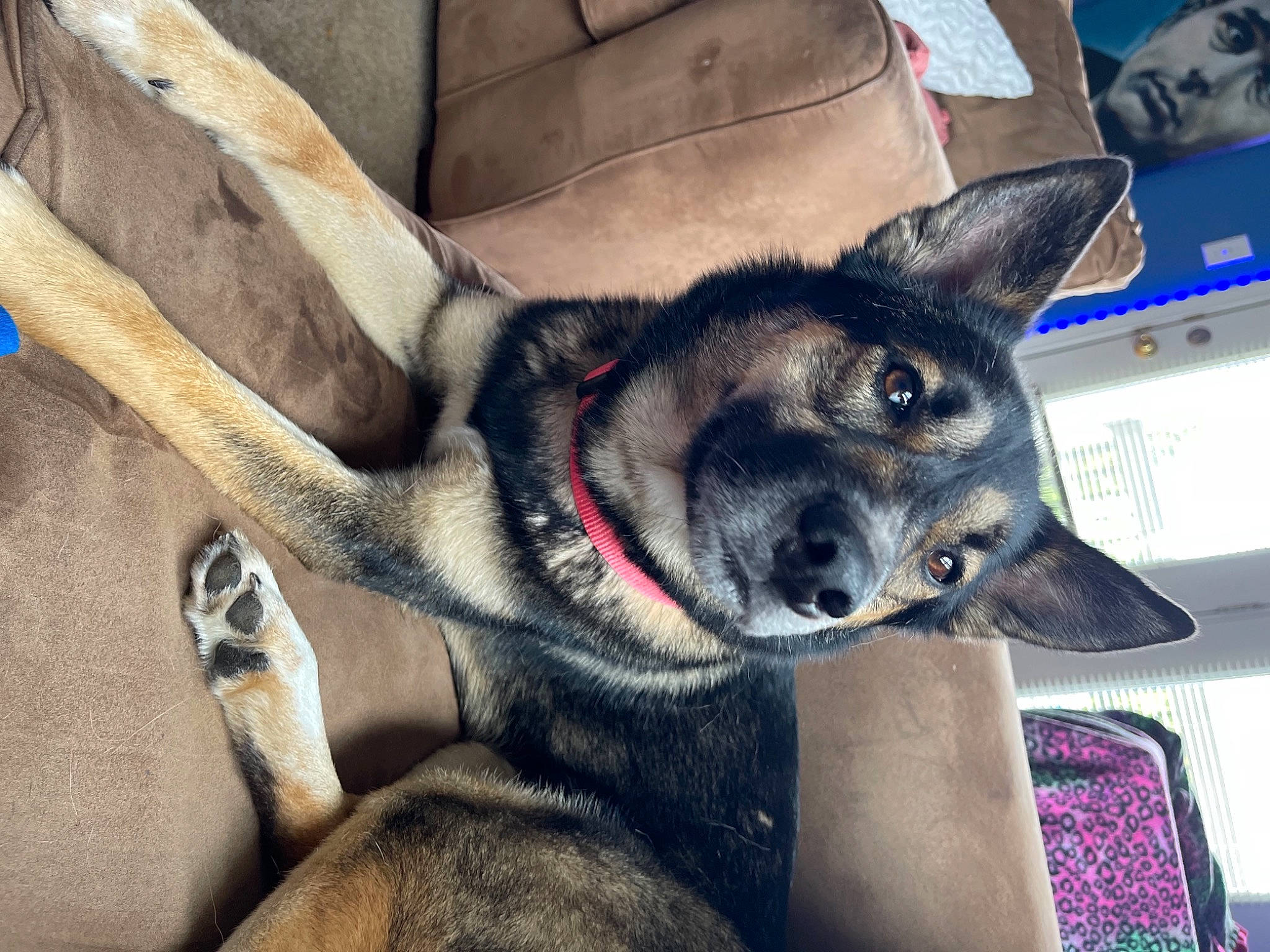 Lolabug joined the competition — help win amazing prizes! canidae, canis, carnivore, comfort, companion_dog, dog, dog_breed, dog_supply, east_european_shepherd, foot, fur, grey, non_sporting_group, sitting, snout, sporting_group, square, whiskers, working_animal, working_dog