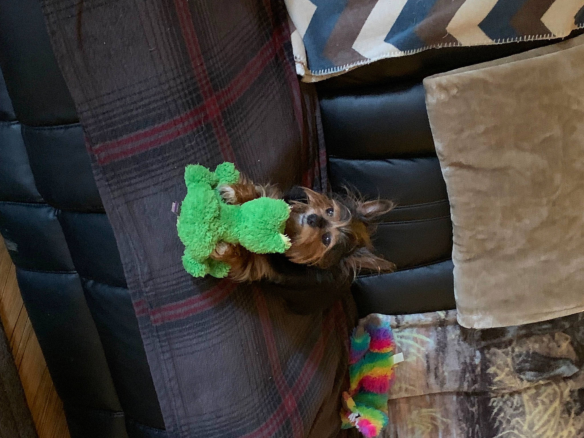 Mia is registered to the contest to win money with this photo: fashion_accessory, fur, linens, pattern, plaid, room, sleeve, sportswear, stuffed_toy, tartan, tie, toy, wood