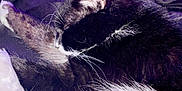 Spooky joined the competition — help win amazing prizes! animal, bed, black_and_white, blanket, cat, close_up, cozy, cute, domestic_cat, fur, indoor, paw, pet, purple_light, relaxed, resting, sleeping, soft, whisker, whiskers