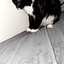 Spooky is registered to the contest to win money with this photo: animal, black_and_white, blanket, cat, cozy, curious, cute, domestic_animal, feline, focused, fur, indoor, looking_down, paws, pet, resting, side_view, soft, whiskers, white_wall