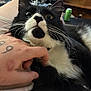 animal, black_and_white, blurred_background, cat, close_up, cute, domestic, fur, furniture, hand, indoor, person, pet, playing, relaxed, resting, tattoo, touch, whiskers, wide_eyes