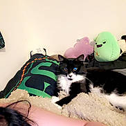 Spooky joined the competition — help win amazing prizes! animal, bedroom, black_and_white, blanket, cat, cozy, cute, furniture, hair, indoor, person_arm, pet, pillow, plush_toy, relaxing, resting, soft_toy, stuffed_animal, tuxedo_cat, wall