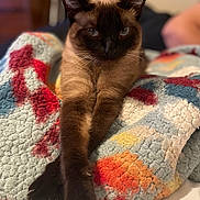 Smokey is registered to the contest to win money with this photo: cat, siamese_cat, pet, feline, animal, portrait, close_up, blanket, cozy, paws, whiskers, blue_eyes, relaxed, fur, indoor, bed, colorful, crochet_blanket, shallow_depth_of_field, bokeh