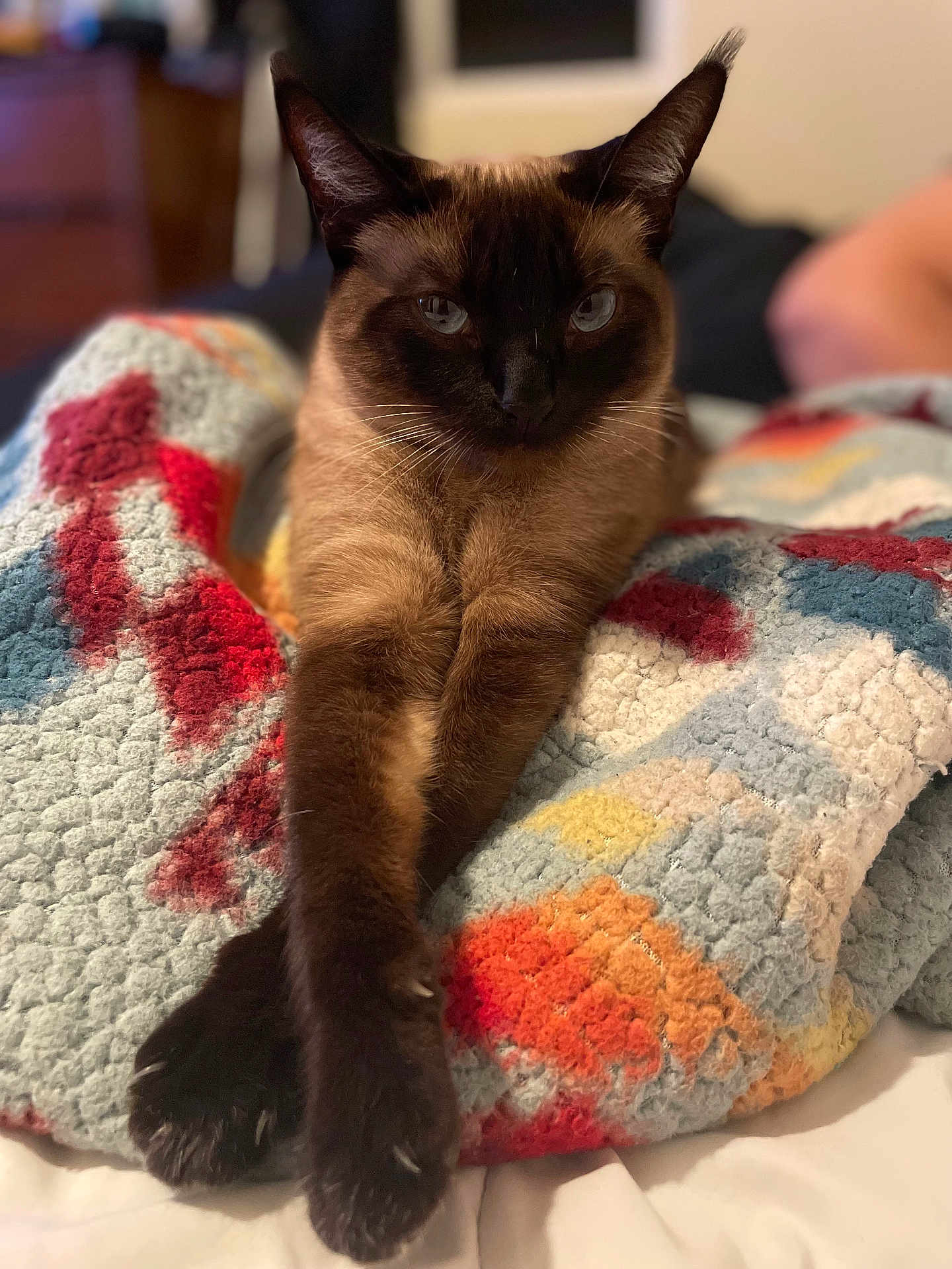 Smokey is registered to the contest to win money with this photo: cat, siamese_cat, pet, feline, animal, portrait, close_up, blanket, cozy, paws, whiskers, blue_eyes, relaxed, fur, indoor, bed, colorful, crochet_blanket, shallow_depth_of_field, bokeh