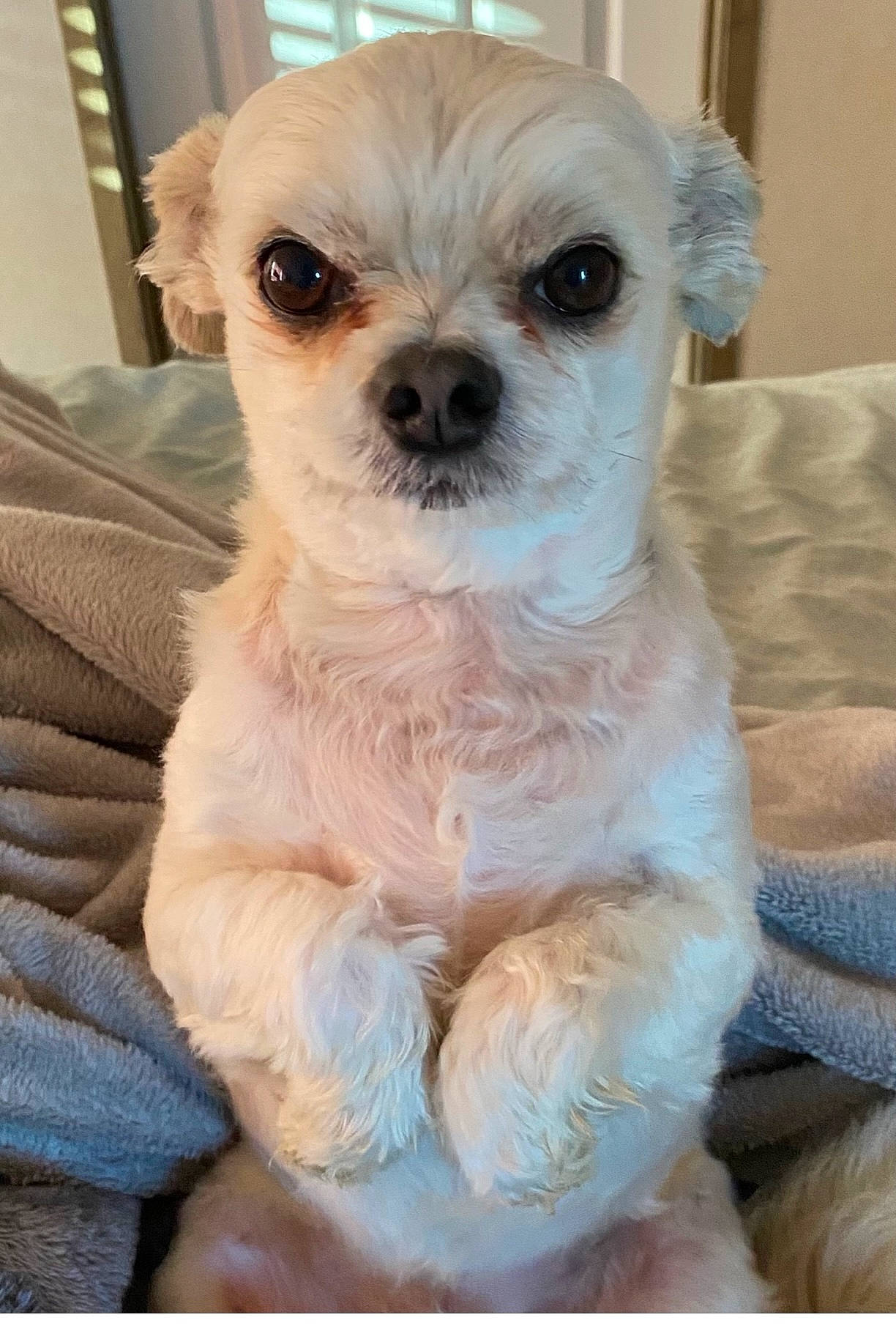 Brutus joined the competition — help win amazing prizes! canidae, carnivore, companion_dog, dog, dog_breed, dog_supply, fawn, fur, maltepoo, non_sporting_group, snout, sporting_group, toy_dog, working_animal