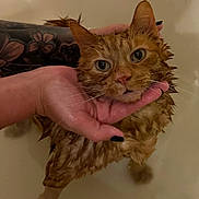 Tigger joined the competition — help win amazing prizes! cat, wet, orange_tabby, bathtub, water, tattoo, hand, pet, disgruntled, animal, domestic_animal, fur, whiskers, ears, face, closeup, indoor, bath, holding, expression