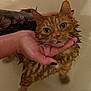 cat, wet, orange_tabby, bathtub, water, tattoo, hand, pet, disgruntled, animal, domestic_animal, fur, whiskers, ears, face, closeup, indoor, bath, holding, expression