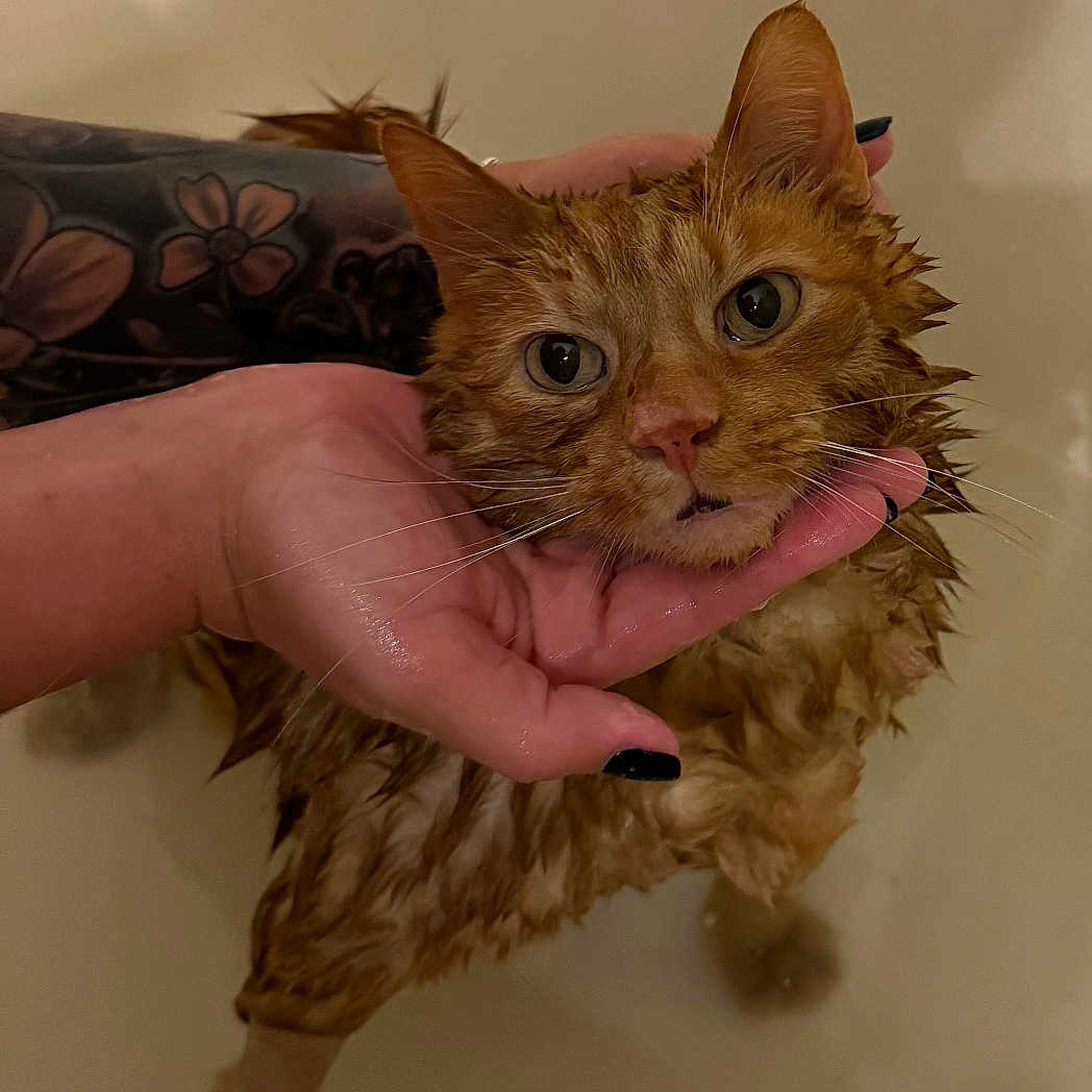 Tigger joined the competition — help win amazing prizes! animal, bath, bathtub, cat, closeup, disgruntled, domestic_animal, ears, expression, face, fur, hand, holding, indoor, orange_tabby, pet, tattoo, water, wet, whiskers