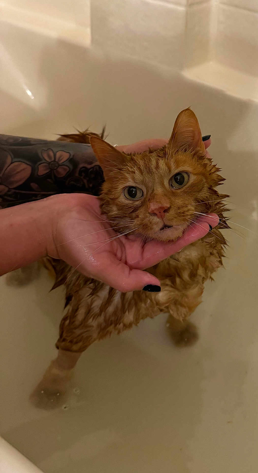 Tigger joined the competition — help win amazing prizes! cat, wet, orange_tabby, bathtub, water, tattoo, hand, pet, disgruntled, animal, domestic_animal, fur, whiskers, ears, face, closeup, indoor, bath, holding, expression