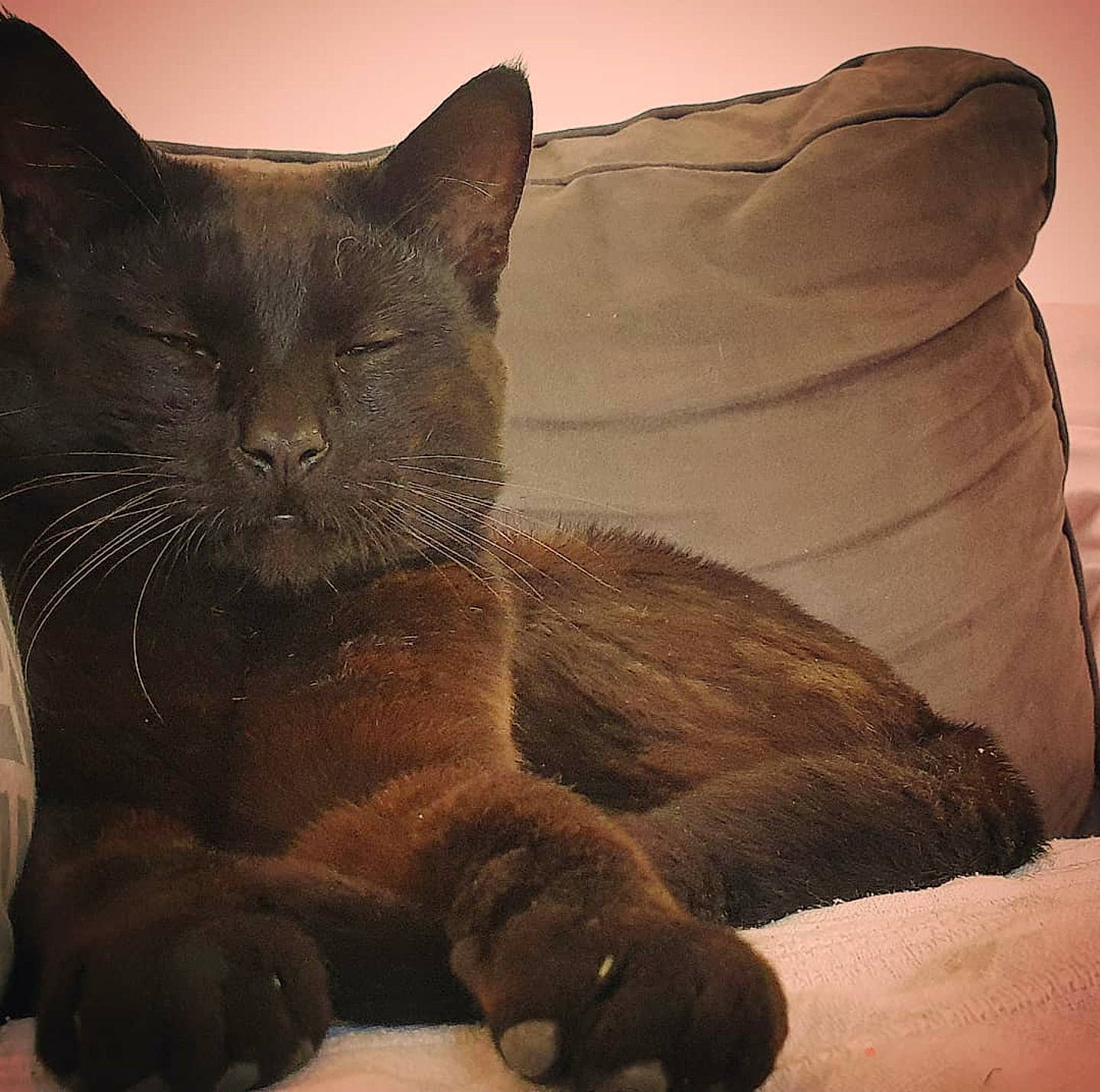 Nalou a rejoint le concours — aidez-le/la à gagner de superbes lots ! asian, black_cat, british_shorthair, burmese, carnivore, cat, chartreux, domestic_short_haired_cat, felidae, havana_brown, korat, mammal, small_to_medium_sized_cats, snout, tail, vertebrate, whiskers