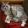 Olga participe au concours pour gagner de l'argent avec cette photo : animal, blanket, cat, chair, cozy, cute, feline, fluffy_cat, gray_cat, indoor, leather_chair, long_hair, looking_at_camera, paws, pet, red_blanket, relaxed, resting, whiskers, white_cat