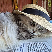 Olga participe au concours pour gagner de l'argent avec cette photo : animal, cat, chic, closeup, curtains, fluffy, furniture, gray_cat, green_eyes, hat, indoor, paper, pet, portrait, relaxed, straw_hat, table, text, whiskers, window