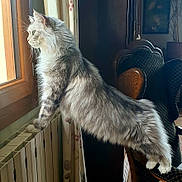 Olga a rejoint le concours — aidez-le/la à gagner de superbes lots ! animal, cat, chair, curious, curtain, domestic_animal, feline, fluffy, home, indoor, long_hair, looking_out, mammal, natural_light, pet, radiator, relaxed, side_view, window, wooden_frame
