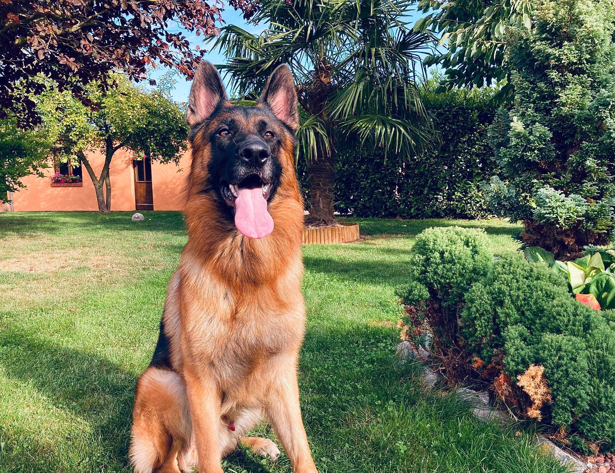 Oby participe au concours pour gagner de l'argent avec cette photo : carnivore, companion_dog, dog, dog_breed, east_european_shepherd, eye, fawn, german_shepherd_dog, grass, groundcover, guard_dog, herding_dog, old_german_shepherd_dog, plant, snout, sporting_group, terrestrial_animal, tree, working_animal, working_dog