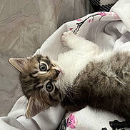 Mable joined the competition — help win amazing prizes! kitten, cat, fur, whiskers, eyes, cute, pet, animal, laying, white, gray, pink, flowers, sweatshirt, clothing, soft, cozy, indoor, closeup, portrait