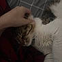Mable joined the competition — help win amazing prizes! cat, hand, petting, resting, sleeping, feline, fur, cozy, blanket, plaid, comfort, domestic_animal, whiskers, close_up, indoor, relaxation, animal, touch, companion, soft