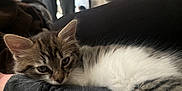 Mable is registered to the contest to win money with this photo: kitten, cat, animal, pet, furry, cute, sleepy, resting, indoor, person, arm, closeup, fur, whiskers, tabby, white, gray, cozy, home, relax