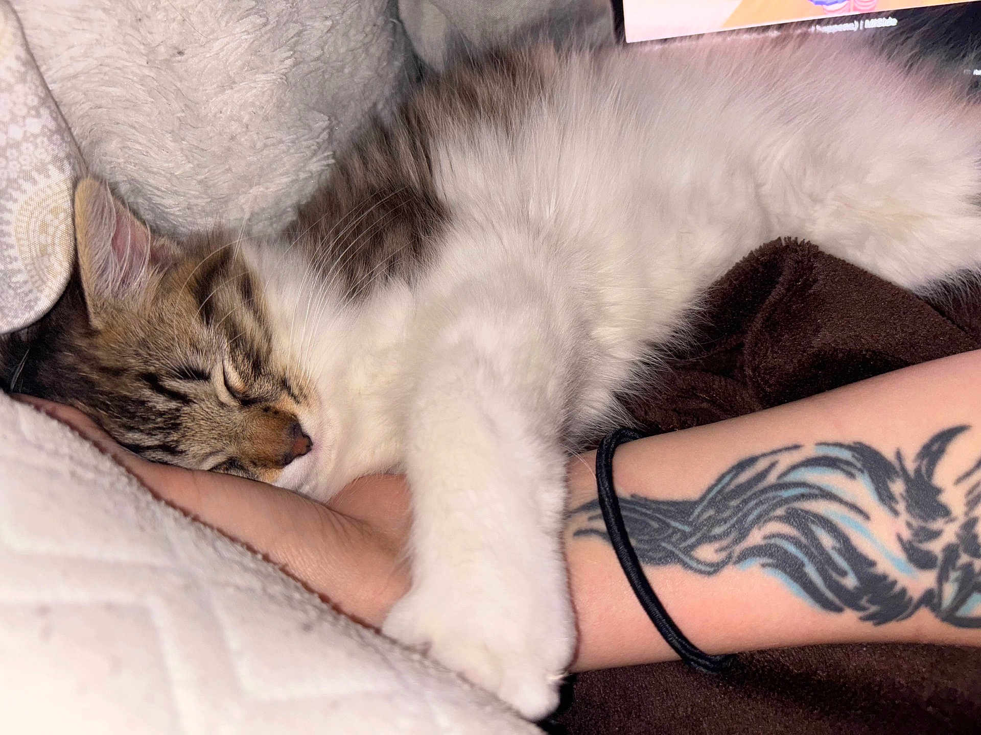 Mable joined the competition — help win amazing prizes! cat, sleeping, fur, tattoo, arm, hair_tie, blanket, cozy, rest, close_up, pet, animal, indoor, comfort, soft, relaxation, white, brown, paw, human