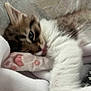 Mable joined the competition — help win amazing prizes! kitten, cat, paw, fur, sleeping, closeup, pet, cute, soft, feline, whiskers, pink_paw, resting, domestic_animal, young, animal, indoor, cozy, blurred, sleepy