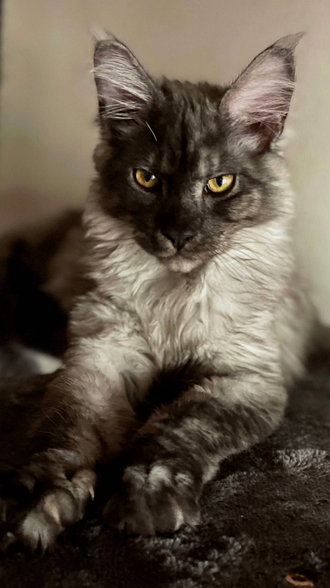 Sony a rejoint le concours — aidez-le/la à gagner de superbes lots ! carnivore, cat, claw, domestic_short_haired_cat, eye, felidae, fur, grey, iris, monochrome, monochrome_photography, paw, sitting, small_to_medium_sized_cats, snout, style, tail, terrestrial_animal, whiskers, window