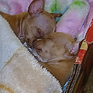 Sunset And Sunrise is registered to the contest to win money with this photo: dog, puppy, sleeping, blanket, pet_bed, cozy, ear, nose, fur, two_puppies, indoor, closeup, cardboard, pastel, soft_texture, snuggling, resting, cute, bedsheet, home