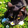 cat, black_and_white, yellow_eyes, grass, daisy, flower, outdoor, nature, whiskers, close_up, pet, animal, greenery, sunlight, curious, garden, flora, paws, meadow, leaves