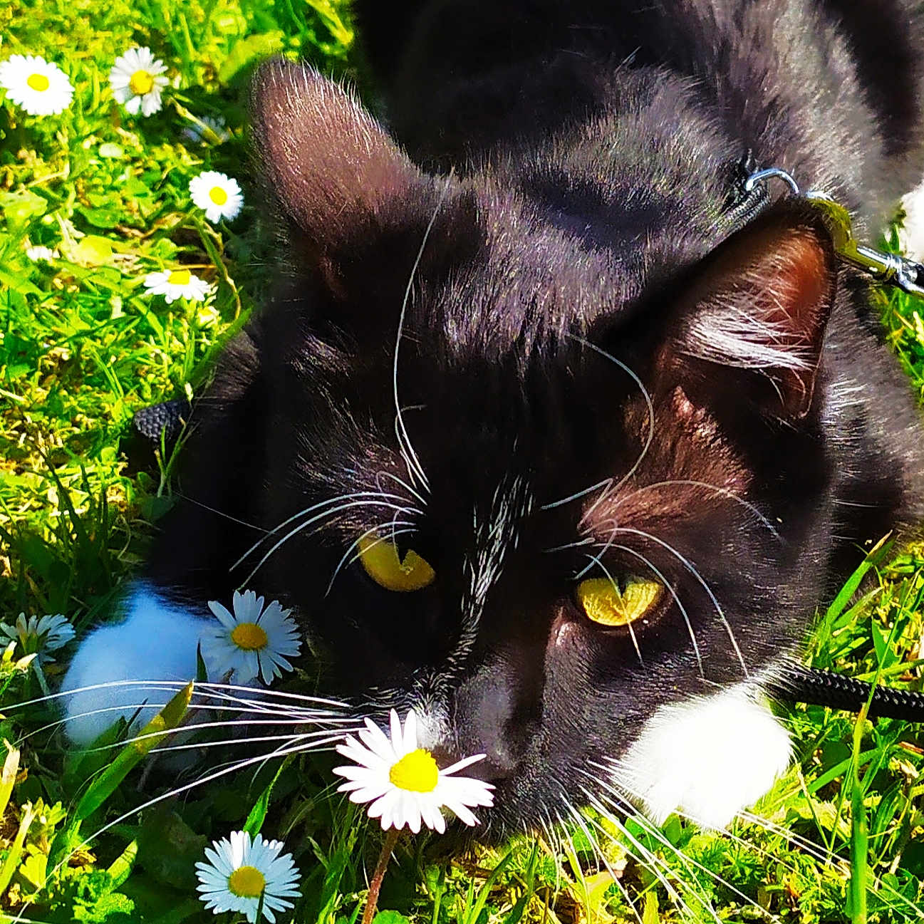 Yoda a rejoint le concours — aidez-le/la à gagner de superbes lots ! animal, black_and_white, cat, close_up, curious, daisy, flora, flower, garden, grass, greenery, leaves, meadow, nature, outdoor, paws, pet, sunlight, whiskers, yellow_eyes
